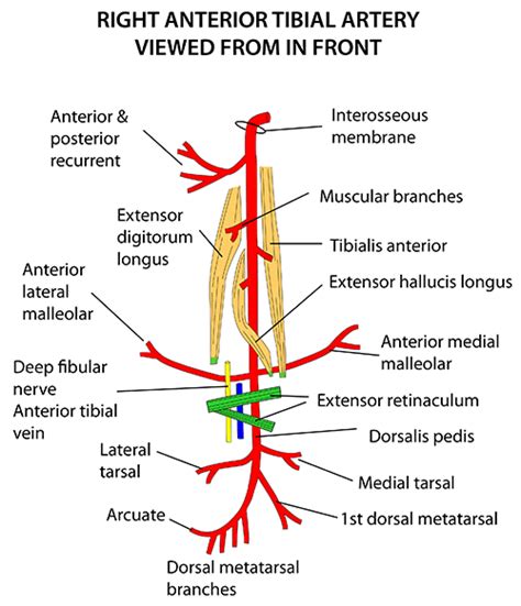 Anterior Tibial Recurrent Artery