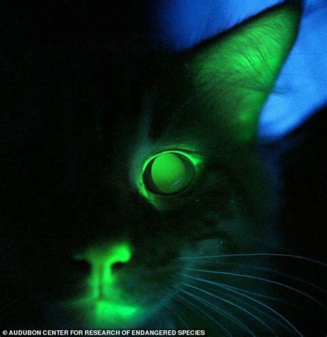 Bioluminescent Cats