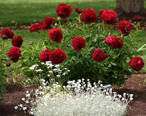 The Red Grace Peony Adelman Peony Gardens