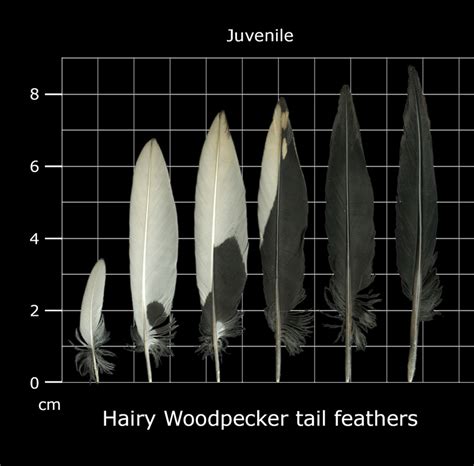 Who has these striped/barred tail feathers? Downy or hairy? : r