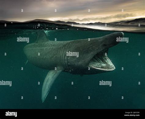 Basking shark scotland coll hi-res stock photography and images - Alamy