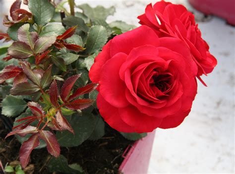 Роза Мона Лиза Mona Lisa: особенности и характеристика сорта, правила ...