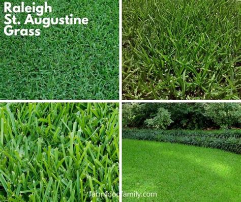 9 Types Of St Augustine Grass Growing And Care Guide With Pictures