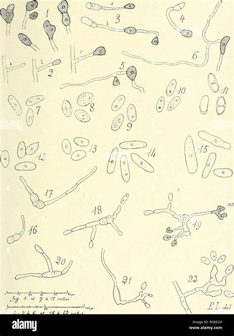 Bulletin Trimestriel De La Soci T Mycologique De France Mycologie