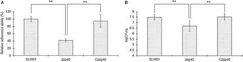 Frontiers Outer Membrane Lipoprotein Lip Modulates Adherence