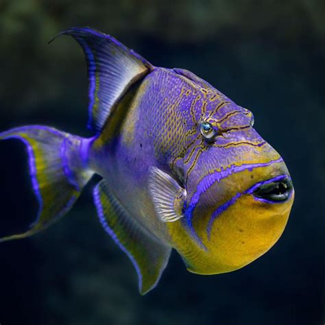 Queen Triggerfish | Ocean animals, Pet fish, Sea fish