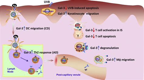 Galectin And The Skin Journal Of Dermatological Science