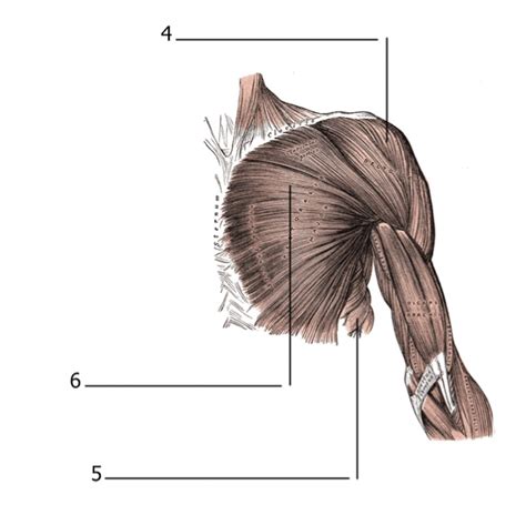 Diagram of shoulder muscle | Quizlet