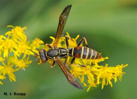 Paper wasp dilemma, destroy or defend? Paper wasps, Polistes spp.