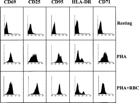 Phenotypic Characterization Of T Cells After Activation Human Pbls