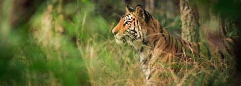 Tigers On The Rise Bbc Earth