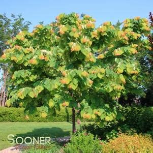 Pauline Lily Redbud Sooner Plant Farm