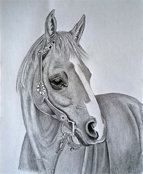 Realistic Horse Drawing: How to Draw a Horse for Beginners | Muus Art