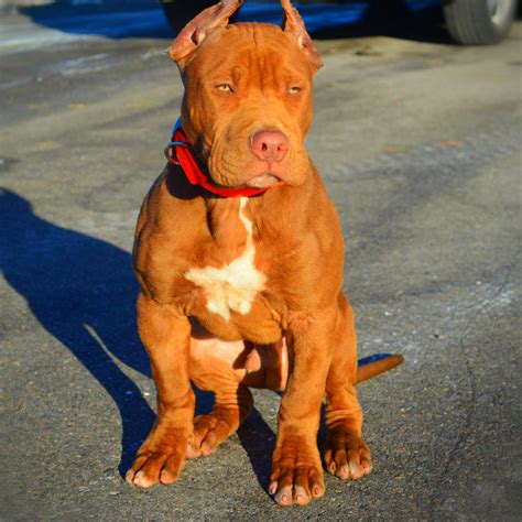 Blue Nose Pitbull Puppies For Sale Blue Pitbull Red Pitbulls