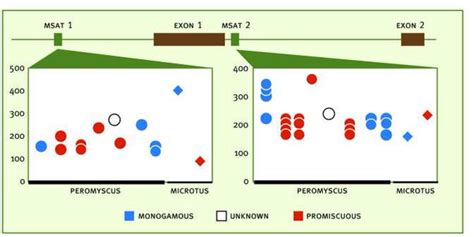 Species Sex And Individual Differences In The Vasotocin Vasopressin
