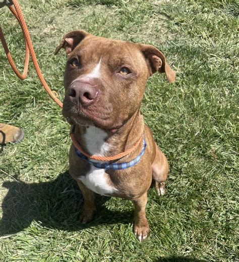 Dog Adoption In Grand Junction Co 81503 American Pit Bull Terrier