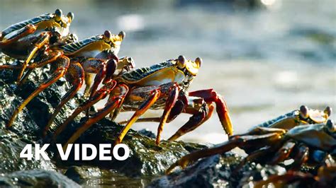 Two Hours of 4K Nature Scenes | 4K UHD | BBC Earth - YouTube