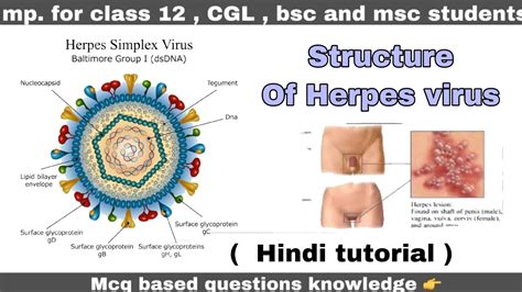 Structure Of Herpes Virus Ll Biology Ll Youtube