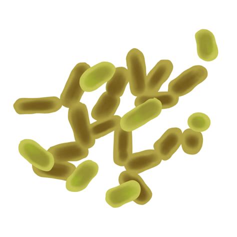 Lactobacillus Plantarum - NIANCE