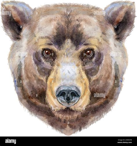 Watercolor Grizzly Bear