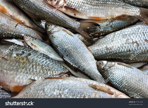 Background Full Of Small Edible Freshwater Fish Stock Photo 77721538 ...