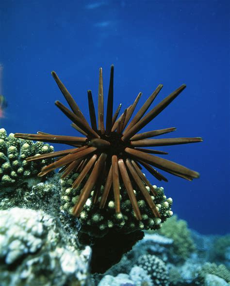 Slate Pencil Sea Urchin Photograph by Peter Scoones - Pixels