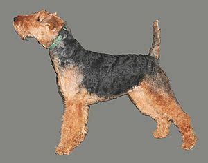 Welsh Terrier Pflege Und Haltung