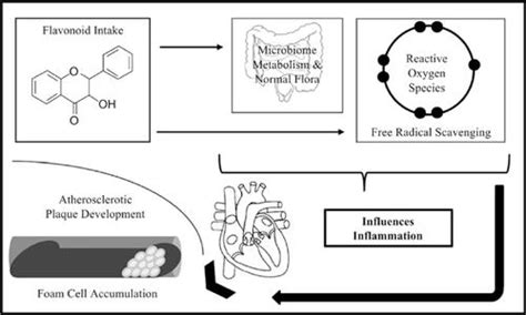 current pharmaceutical biotechnology  mol