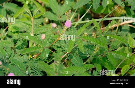 Mimosa Pudica Sensitive Plant Leaf Touch Close Stock Video Footage Alamy