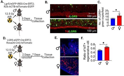 Lgr5 Egfp Ires Creert2 Mice The Jackson Laboratory Bioz