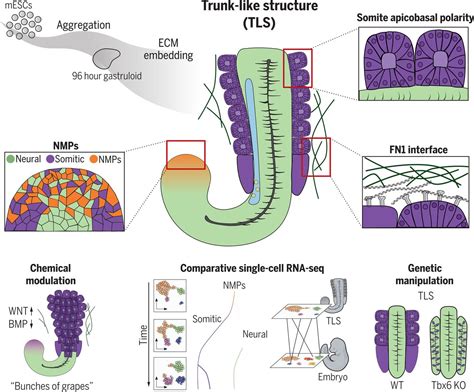 Mouse Embryonic Stem Cells Self Organize Into Trunk Like Structures