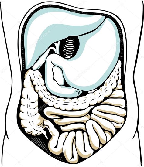 Human Internal Digestive System Stock Illustration By ©denbarbulat