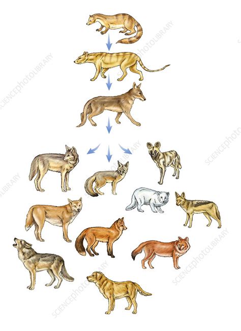 How Do We Know? - The EVOLUTION OF DOGS