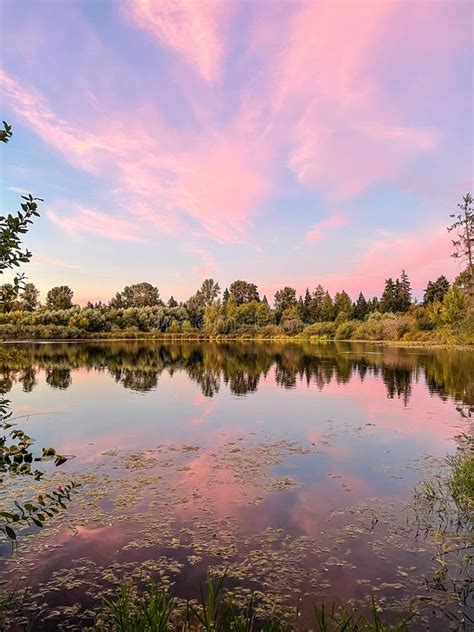 Larsen Lake Blueberry Farm Stock Image Image Of Trail 237423989