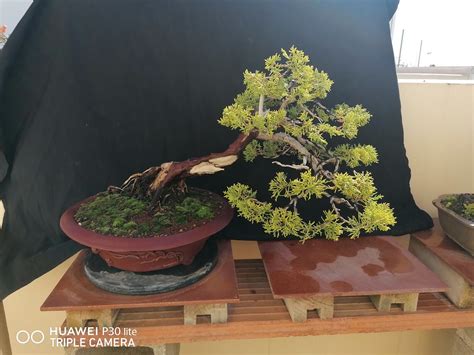 Img Resized Adictos Bonsai Flickr