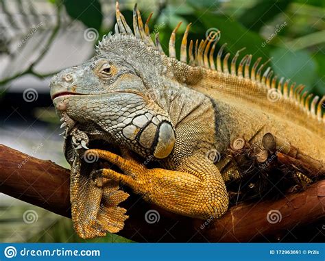 Bearded Iguana Stock Image Image Of Green Branch Hawaii 172963691