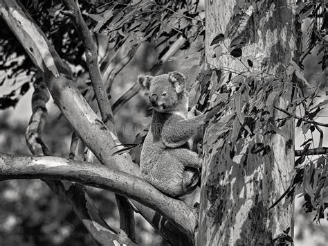 A Female Australian Koala with a Joey in Her Pouch Stock Photo - Image ...