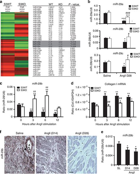 Angiotensin Ii Angii Downregulates Cardiac Mir B Via A