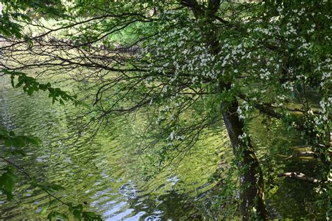 Les bords de l eau aux étangs de Ville d Avray ou de Co Flickr