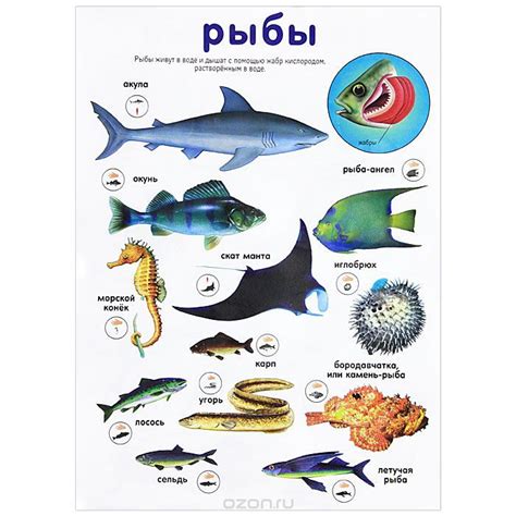 Пин на доске Уроки - Science