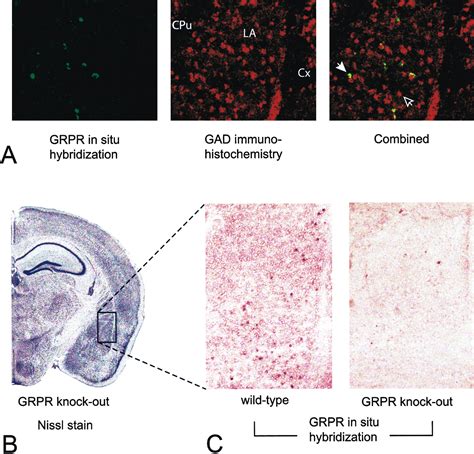 Identification Of A Signaling Network In Lateral Nucleus Of Amygdala