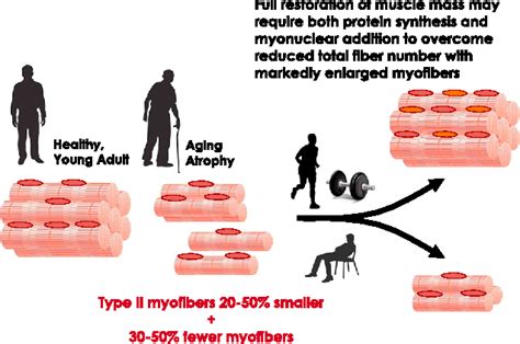 Exercise Promotes Healthy Aging Of Skeletal Muscle Semantic Scholar