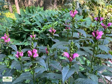 Chelone Lyonii Hot Lips Wildwood Perennials