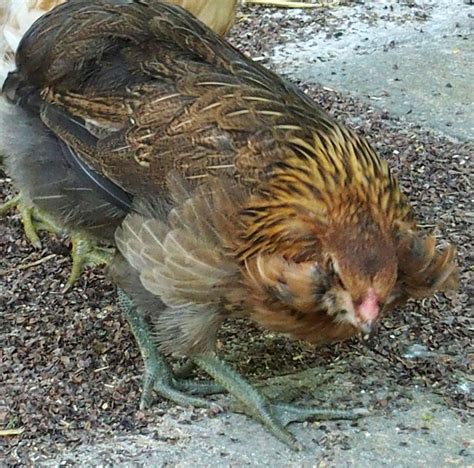 Deux jeunes Araucanas à toupets