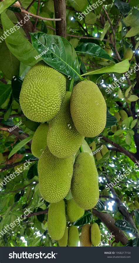 Fresh Green Jackfruit Artocarpus Heterophyllus Hanging Stock Photo