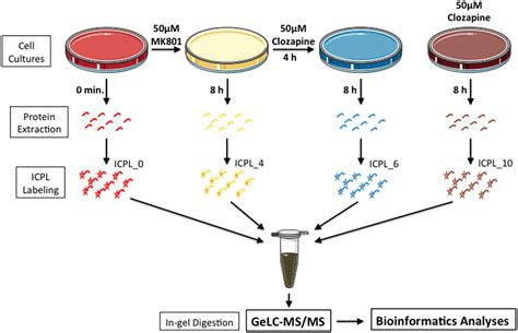 Frontiers | Effect of MK-801 and Clozapine on the Proteome of Cultured ...