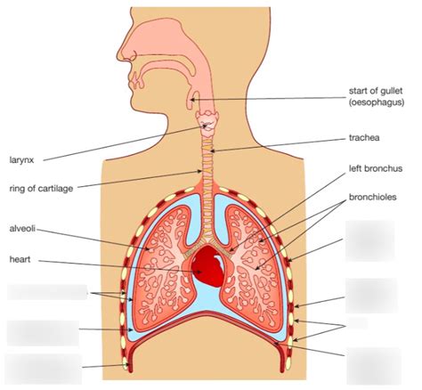 Biology Human Gas Exchange System Part Diagram Quizlet