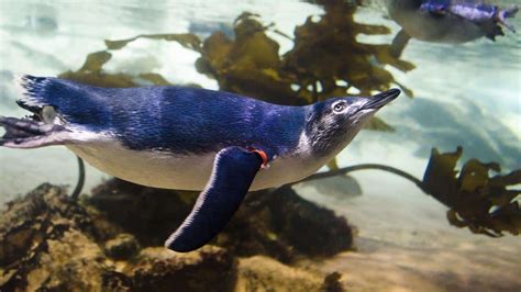 SEA LIFE Sunshine Coast Penguins - Advanced Aquarium Technologies