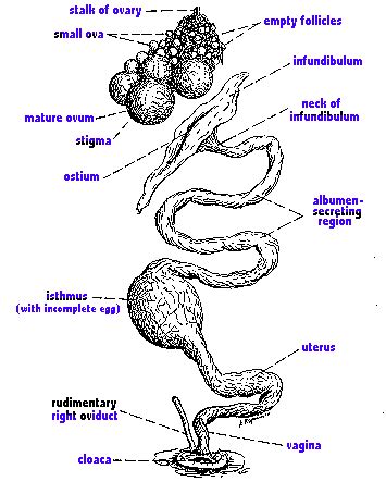 Female Reproductive System