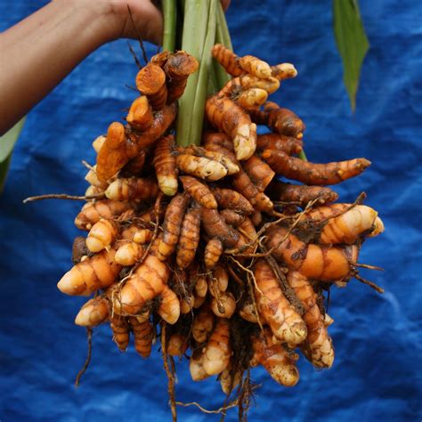 Rhizome Turmeric